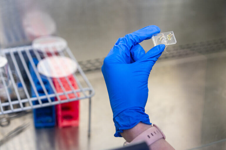 A research assistant in Hashemi's lab holds a placenta-on-a-chip model, consisting of two layers of transparent and flexible silicone with a porous membrane sandwiched in between them.