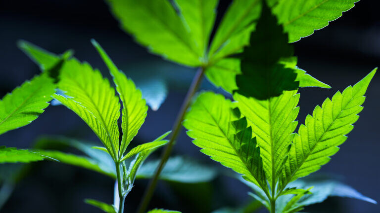Bright green marijuana leaves on a black background.