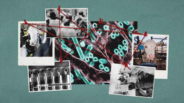 A murder board is centered around a photo of H5N1 virus particles. On the left, there is a photo of a crowd, a Polaroid of a barn, and a photo of vaccine vials. On the right, there is a Polaroid of a cow and a photo of a farm worker milking. All photos are pinned with red push pins, and each of them is connected to some others through red threads