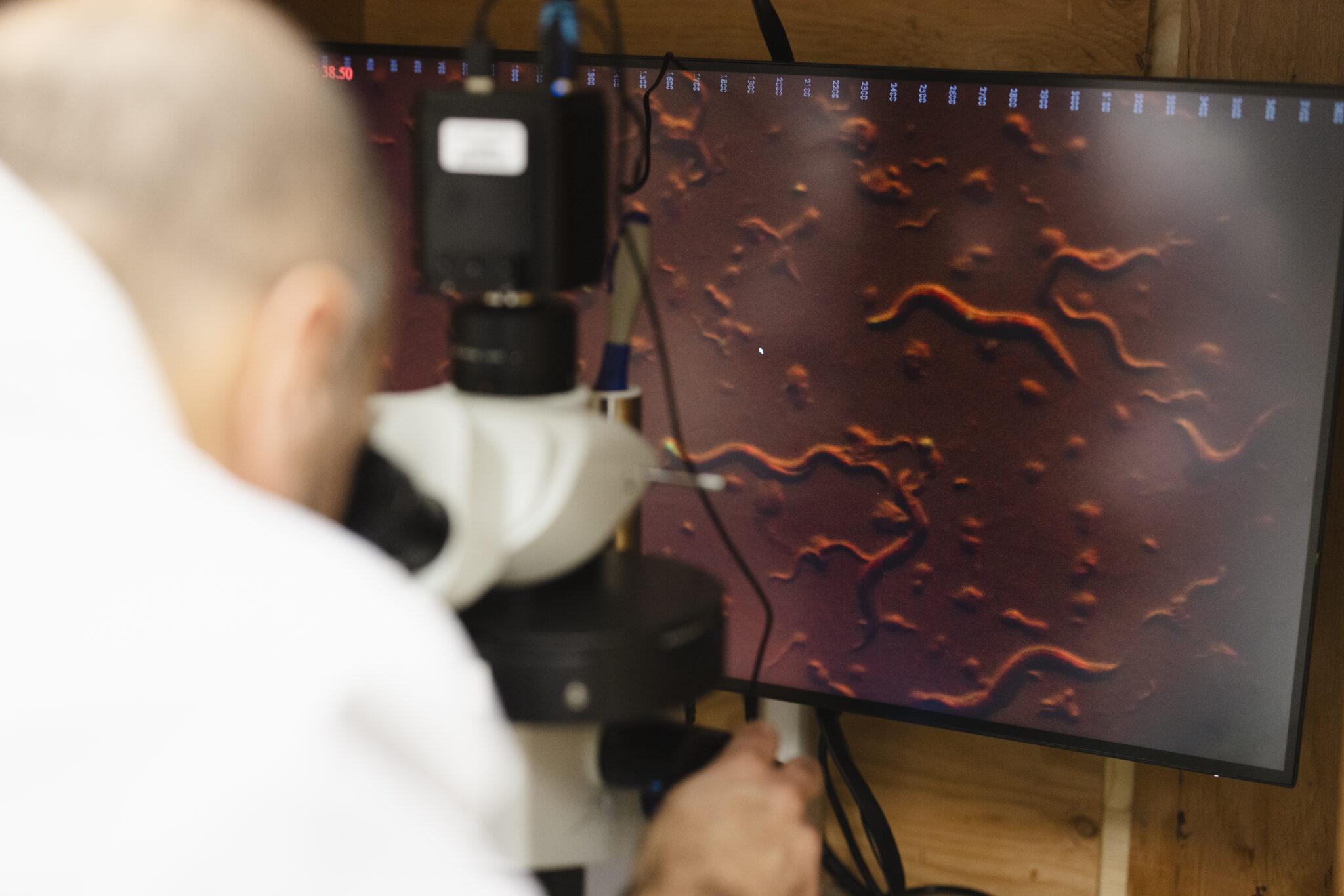 A researcher looks into a microscope. On a computer screen in front of him, red little worm-like squiggles wriggle around.