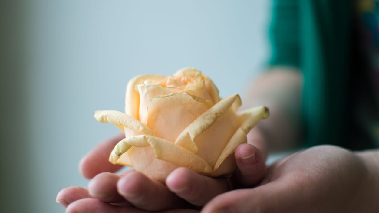 The flower of a yellow rose sits in somebody's hands