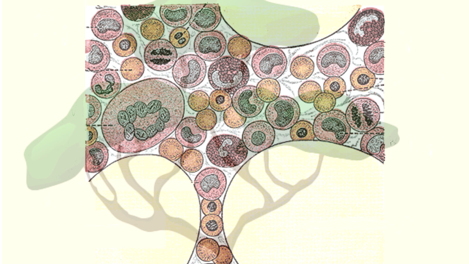 Blood_cell_tree_v6-1600x900