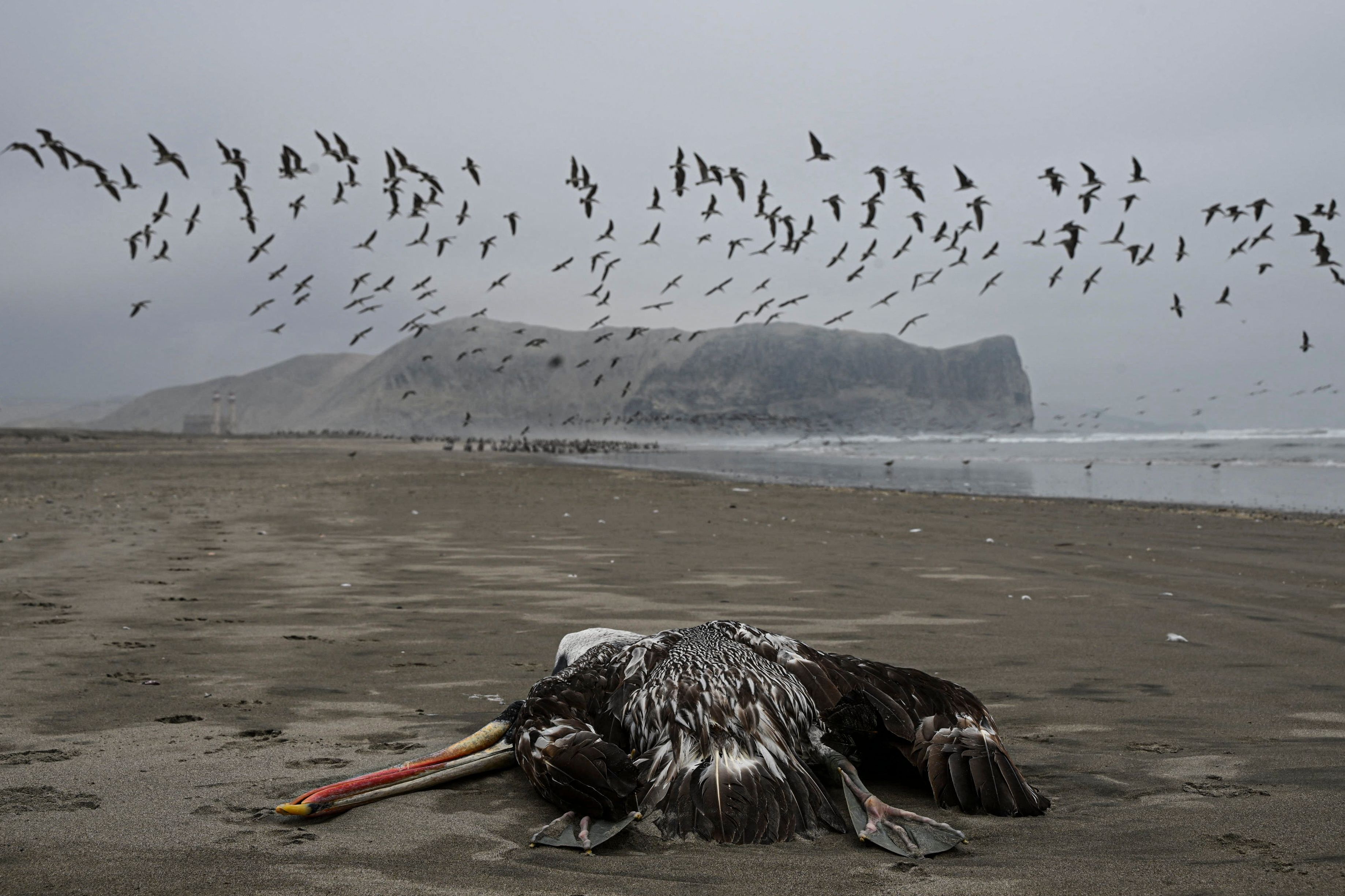 A pelican suspected to have died from H5N1 avian influenza is seen on a beach in Lima