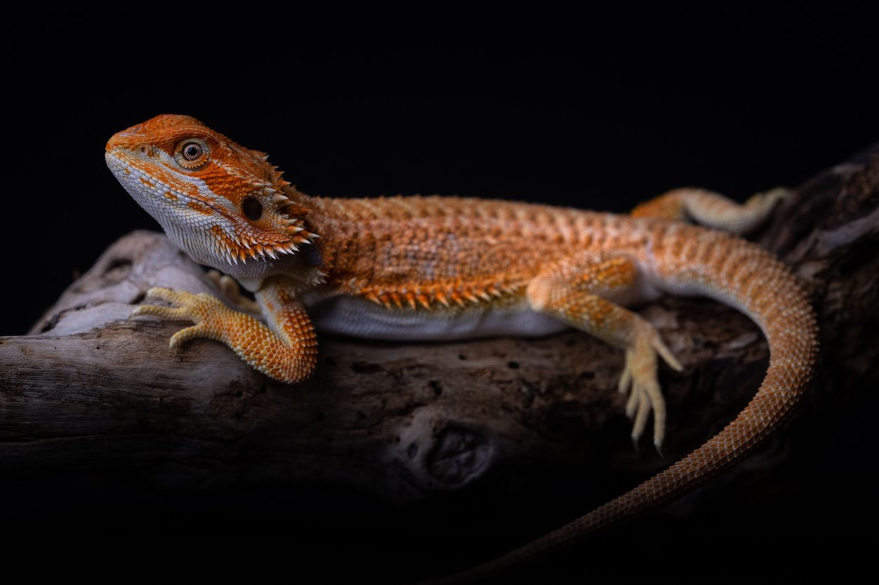 An orange central bearded dragon rests on a piece of wood with its head held high