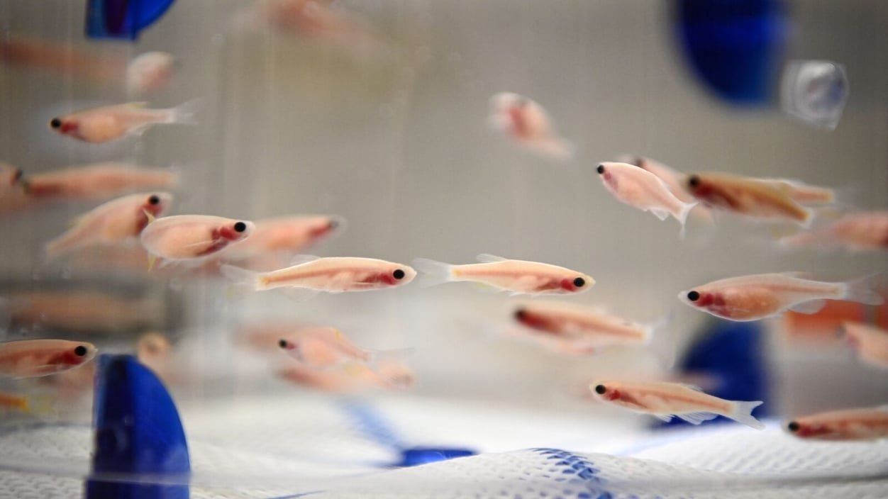 Transparent zebra fish in a laboratory tank at the Pasteur Institute in Paris.