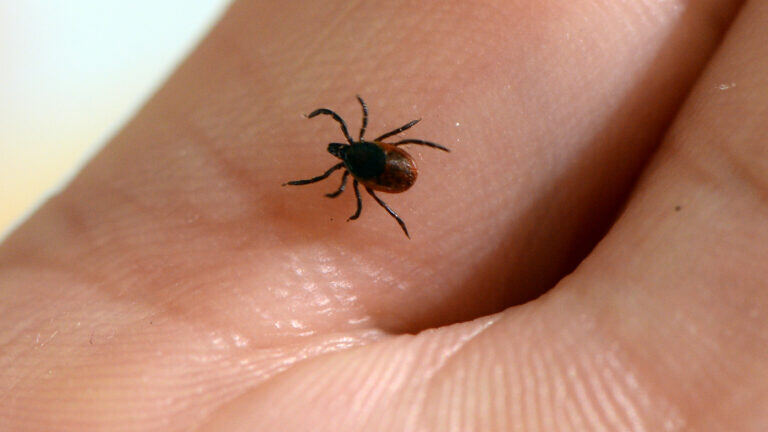 A tiny, black-legged tick rests on a person's finger.
