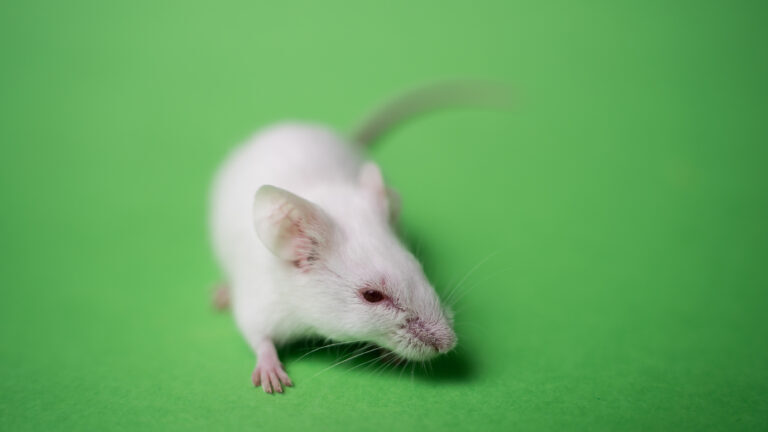 A tiny, white mouse sits on a lime green background
