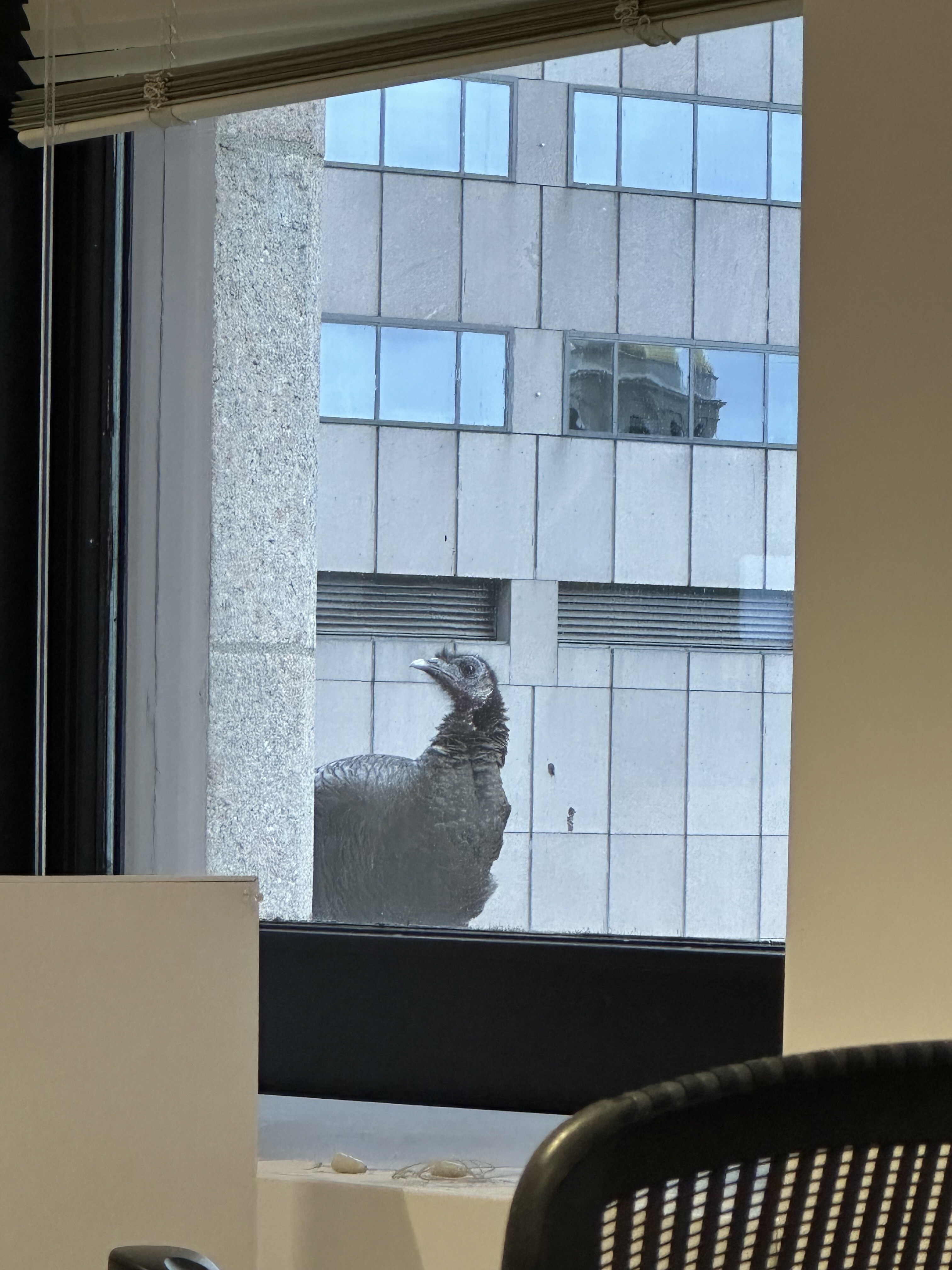 A turkey with a strong jawline and wild eyes looks straight into the camera from outside the window.
