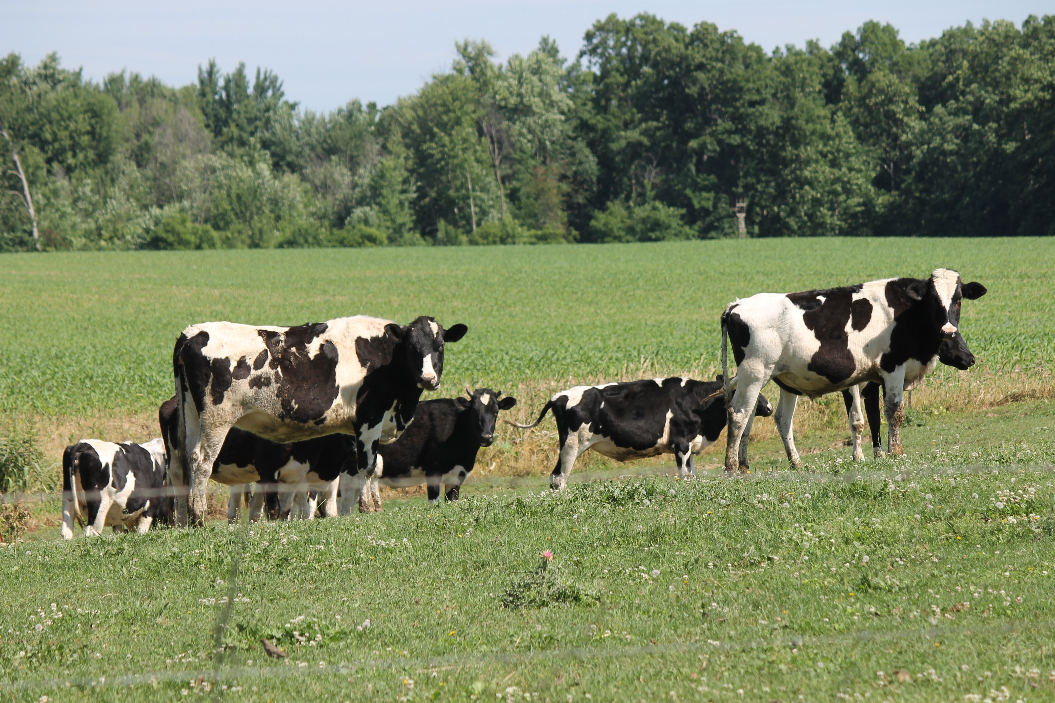 A group of less than ten dairy cows wander in a grassy area