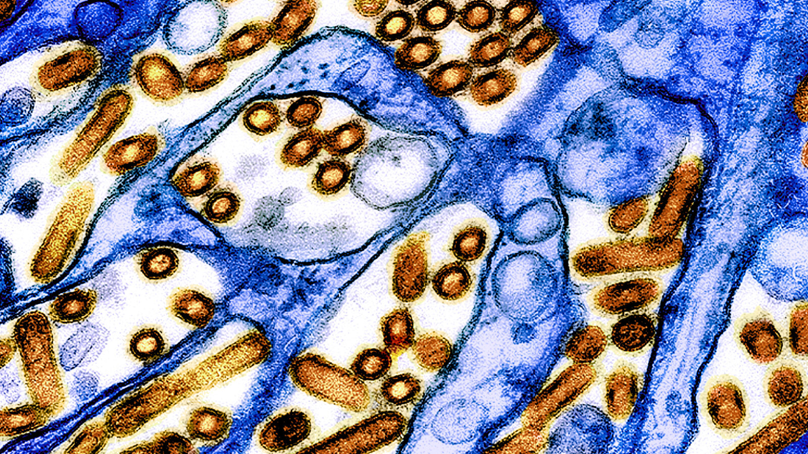 53788957691_4027c63efb_o-1600x900