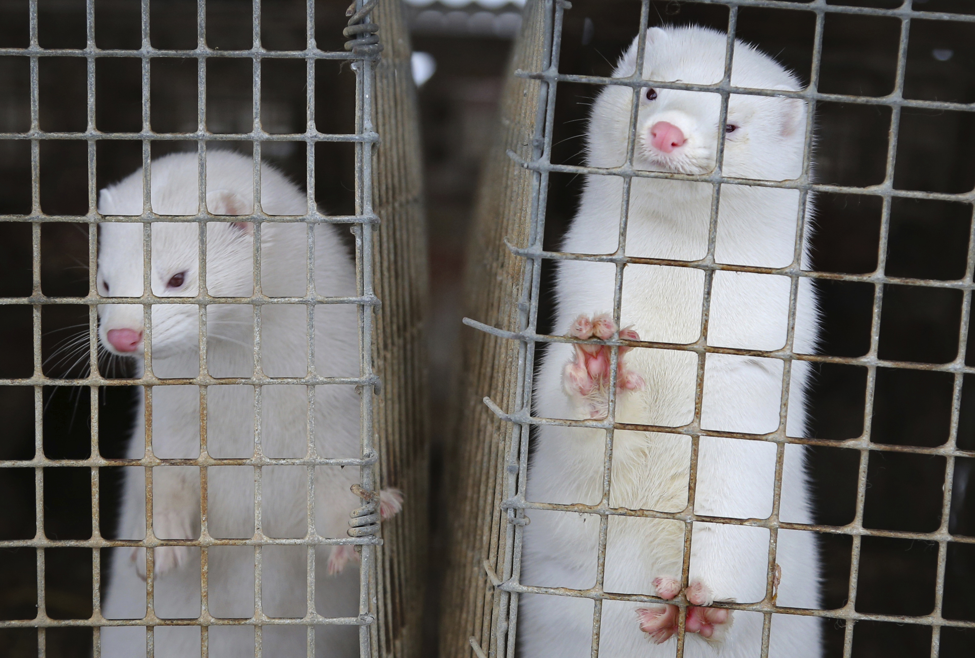 Minks look out from a cage at a fur farm in Belarus.