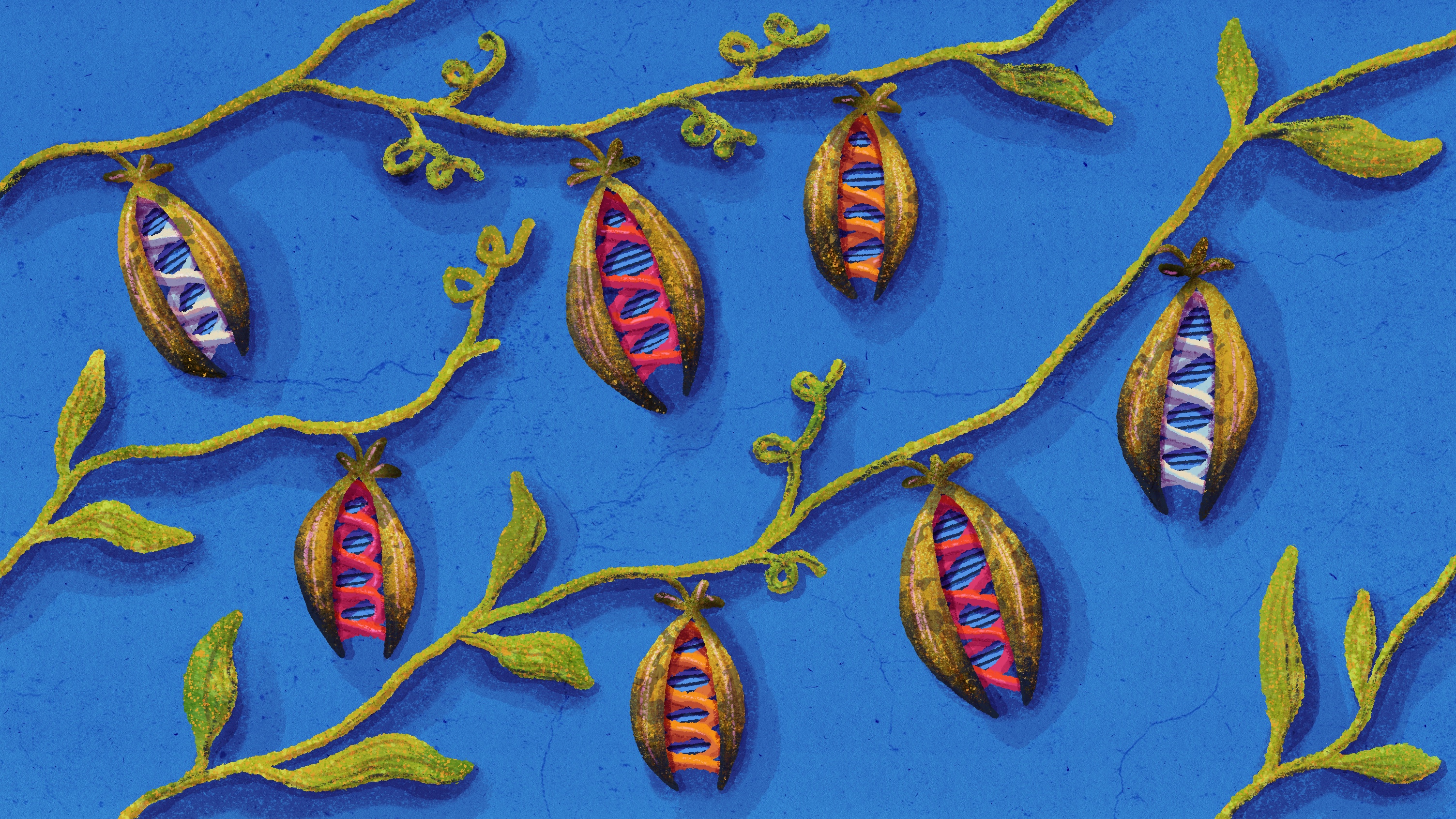 GeneTherapyVine_Illustration_MollyFerguson_072423