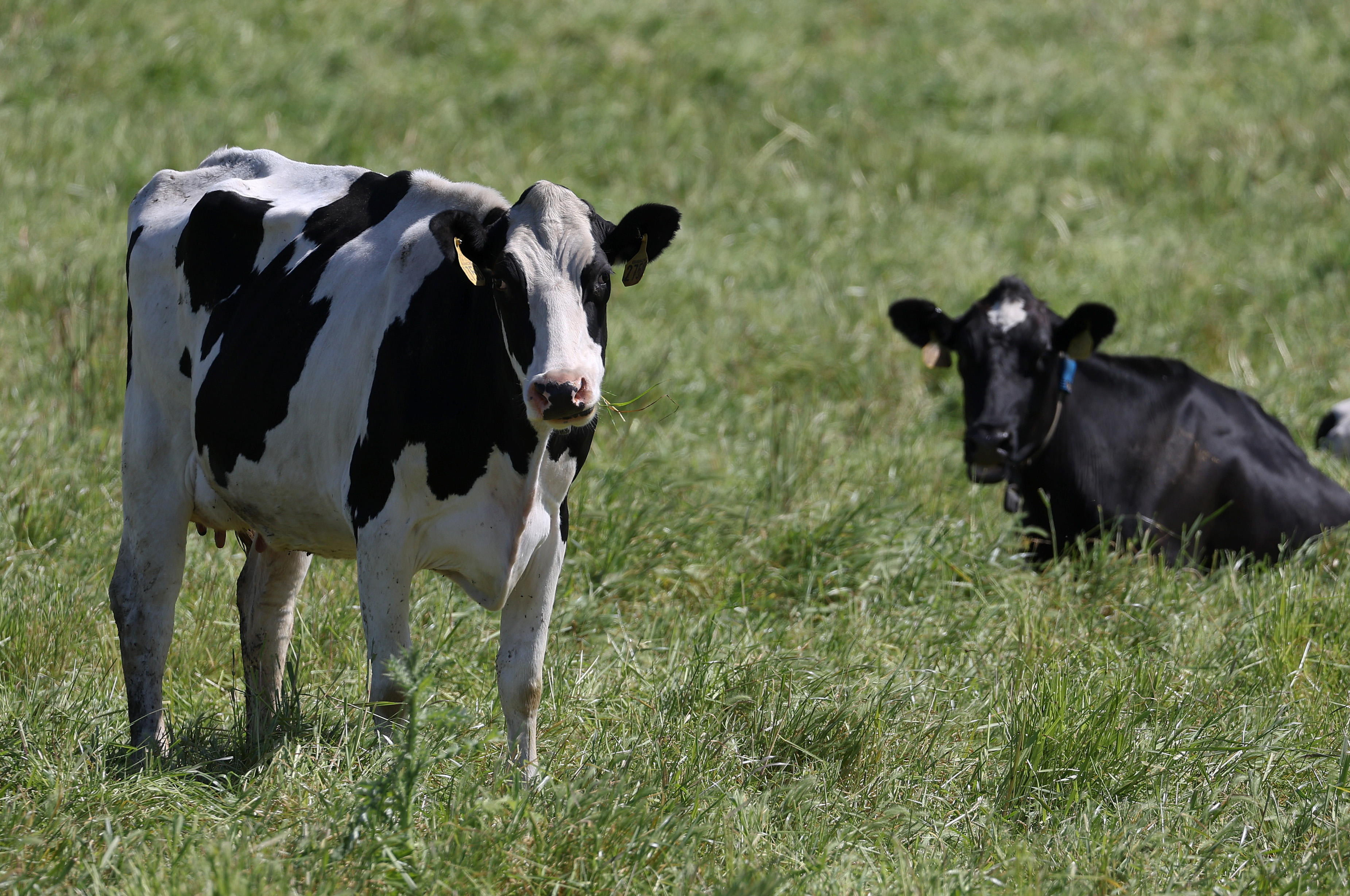 A cow looks up, standing in a grass field, while another cow sits in the back