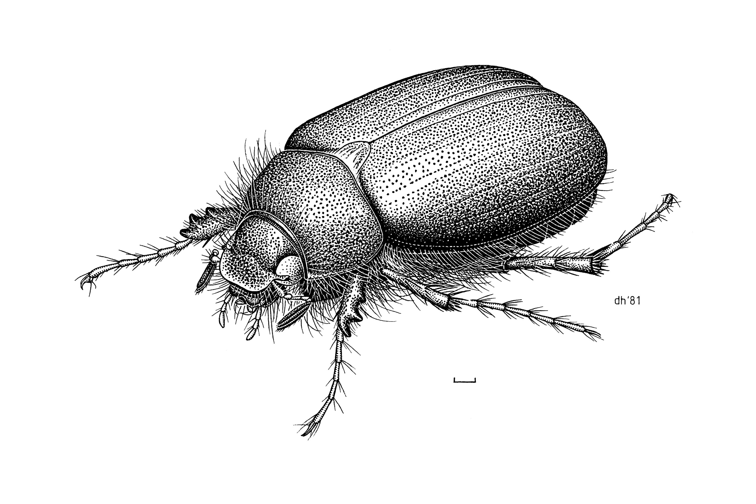 Drawing of a Scarabaeidae Costelyra zealandica - New Zealand grass grub beetle
