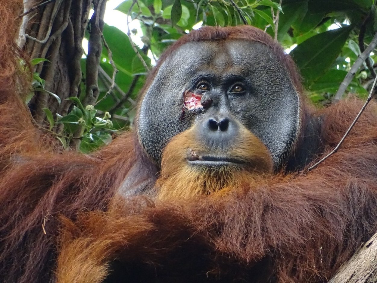 Facial wound of adult flanged male Rakus.