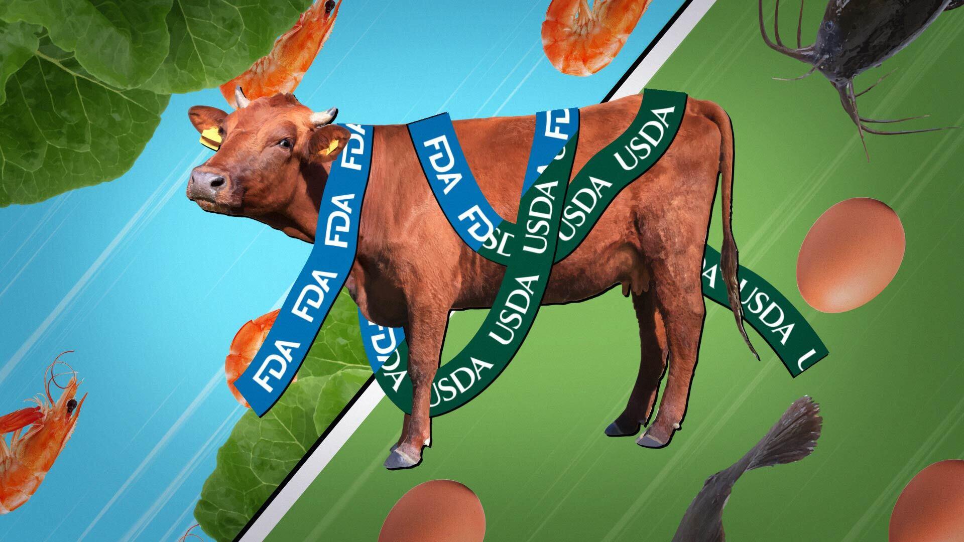 Lizzie-USDA-FDA-Beef-4