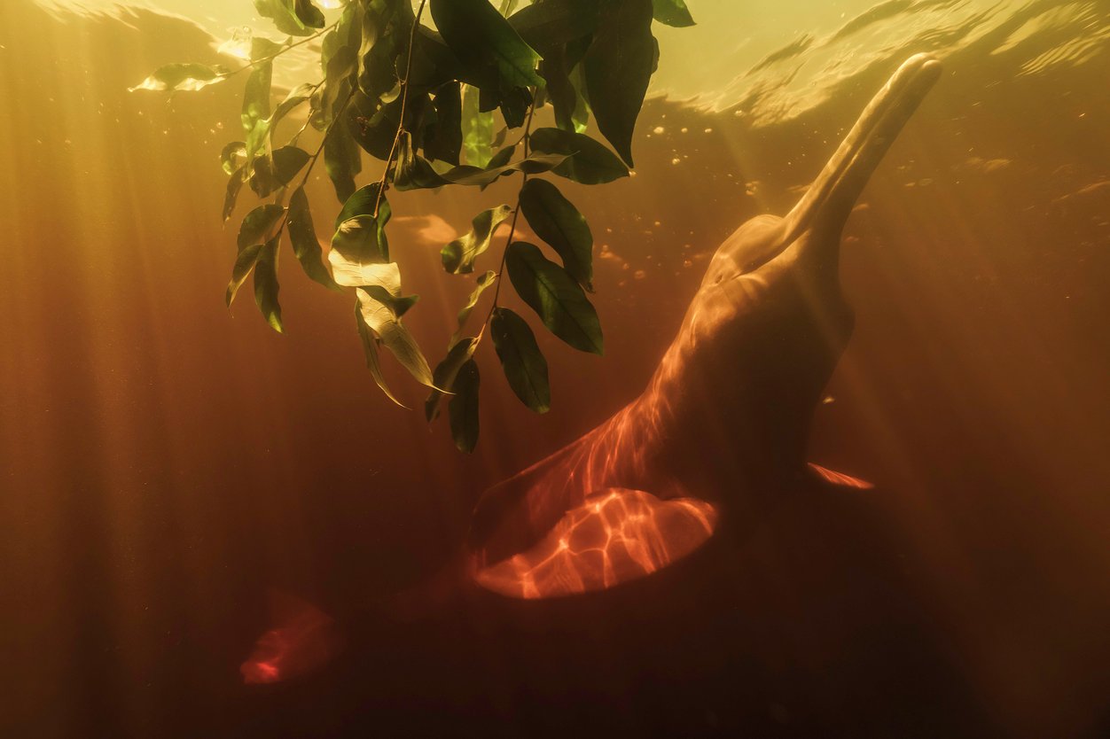 An underwater image of an Amazon river dolphin