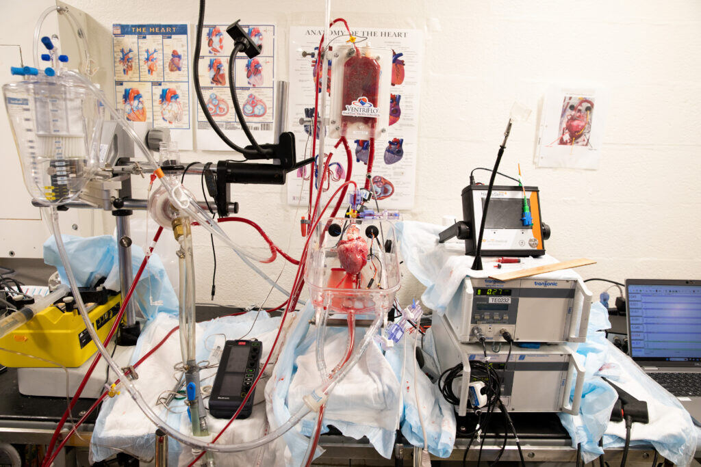 A pig heart is seen hooked up to the Ex Vivo system, also know as the "heart in a box" system, which provides organ perfusion, at Massachusetts General Hospital, on June 27, 2024, in Boston, Massachusetts. The system oxygenates, warms, and pumps blood through the heart to re-animate and keep it alive and viable for transplant.