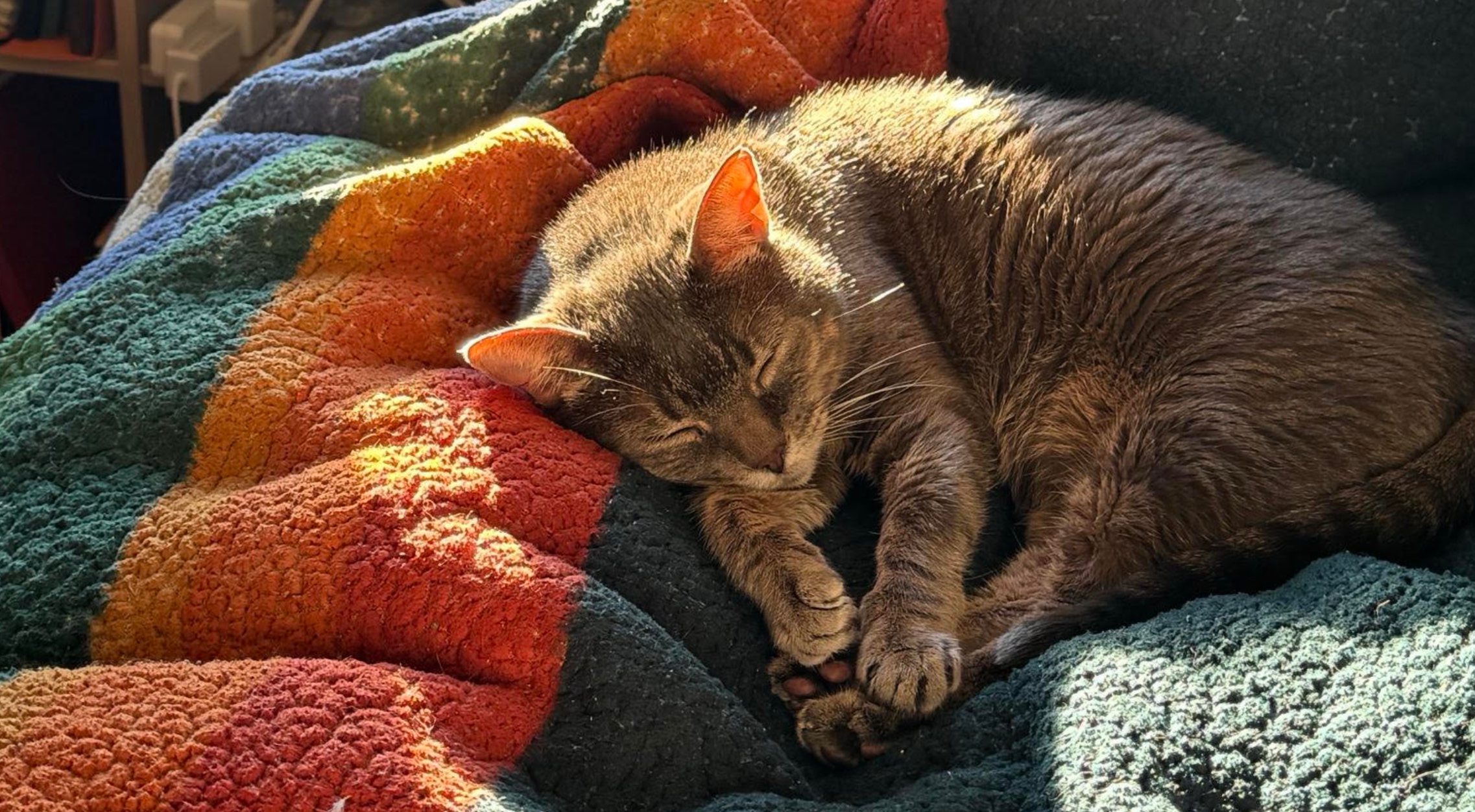 catsasha.angus