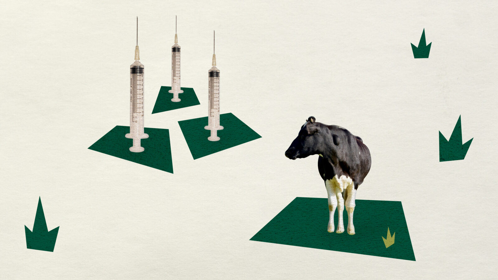 A cow stands on a 2D green patch, gazing into three standing vaccine syringes