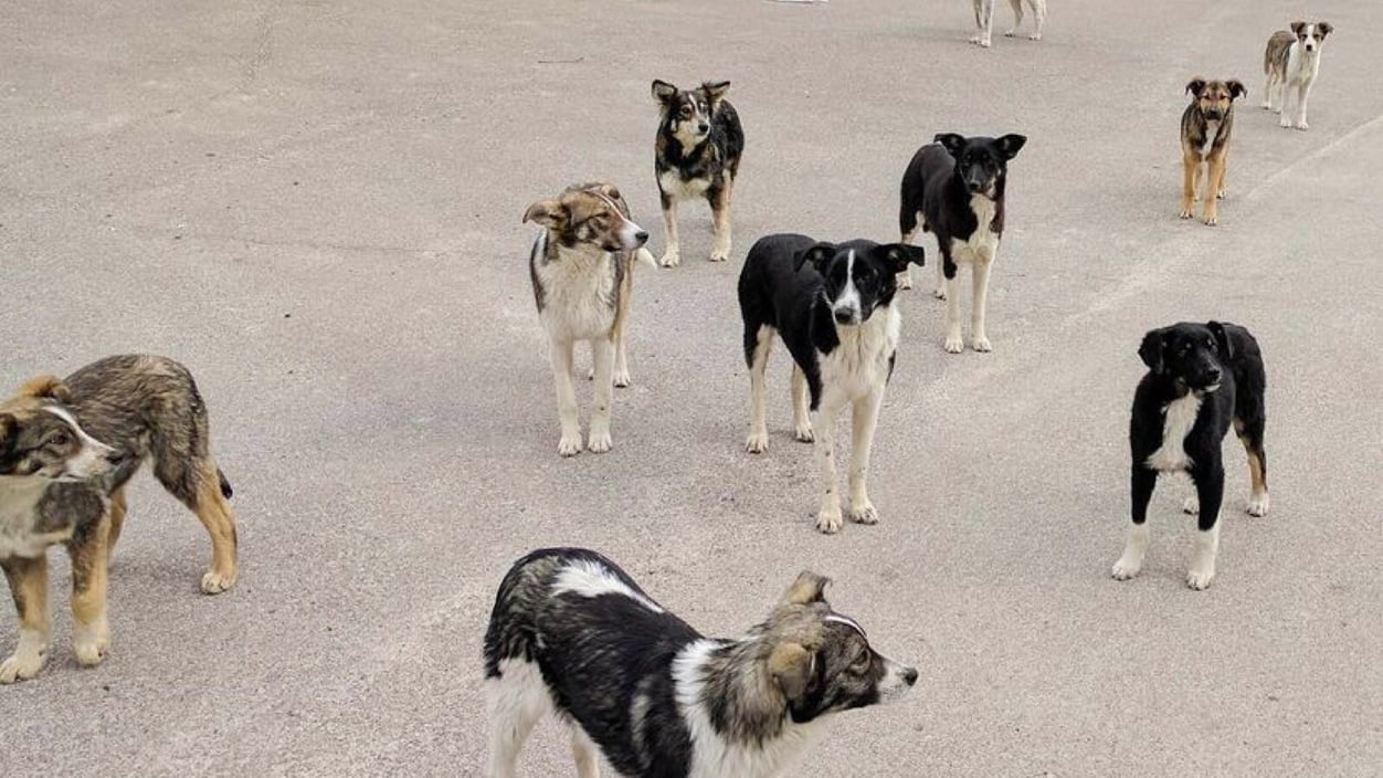 dogs of chernobyl