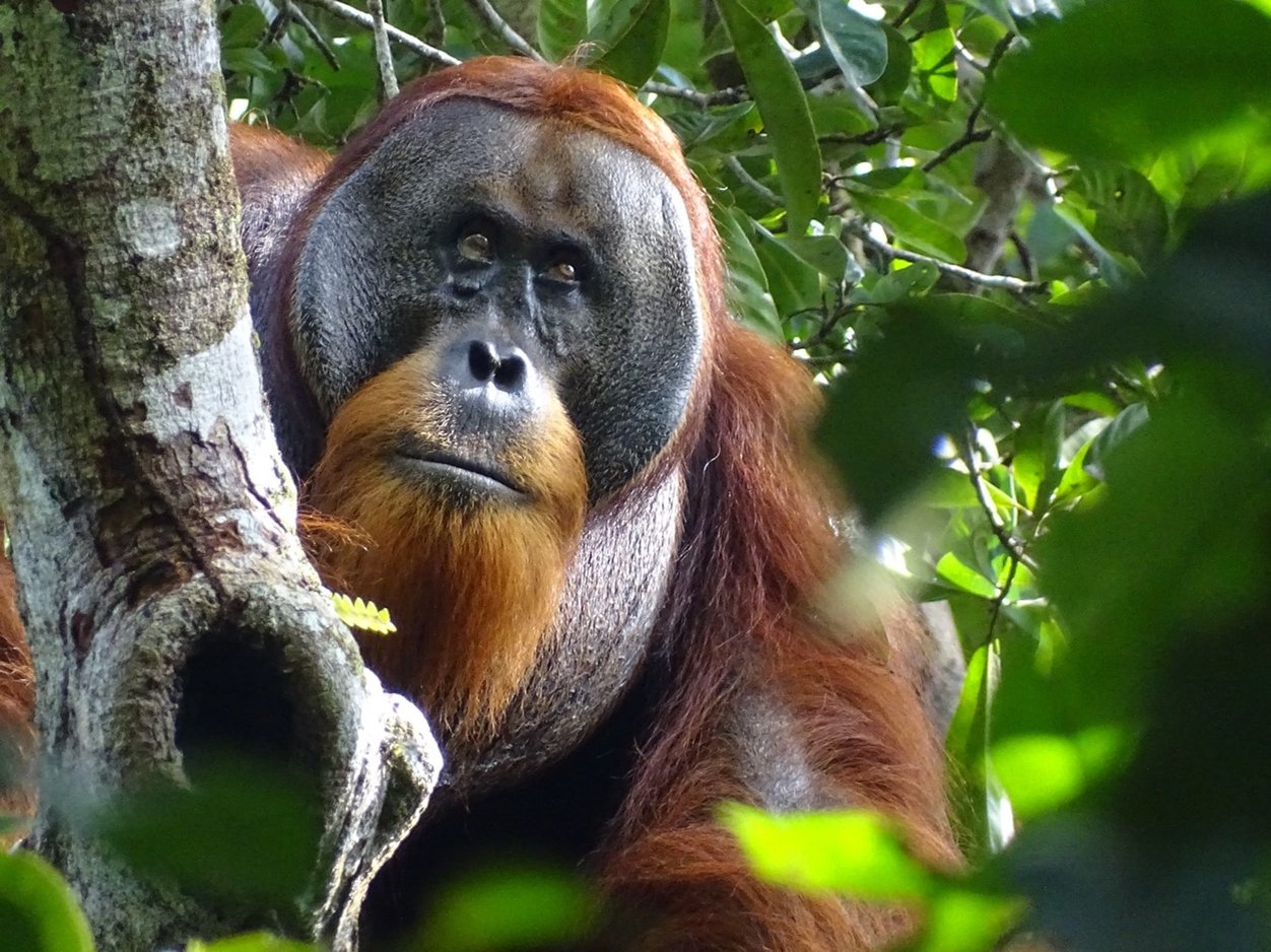 orangutan wound